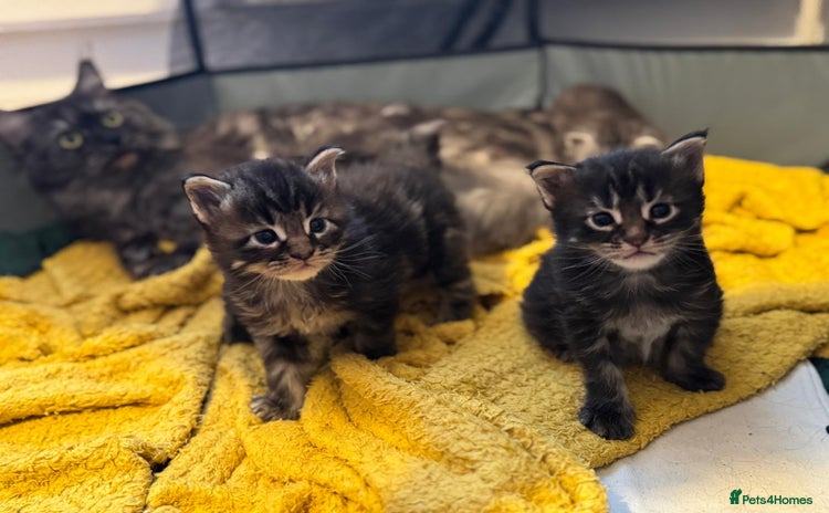 Maine Coon cats TICA Maine Coon kittens  - Advert 1