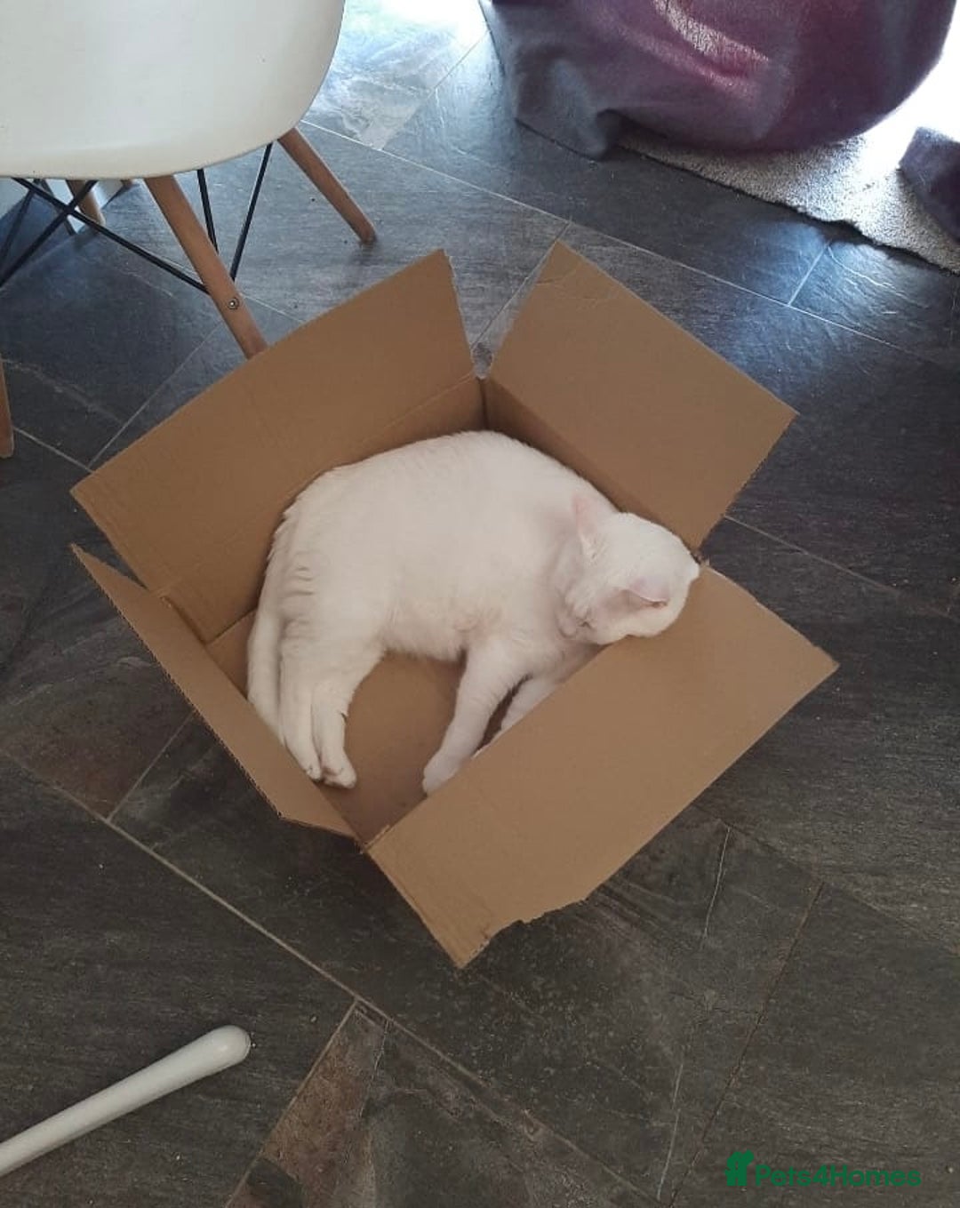 Mixed Breed cats for adoption: Urgent: 6 yr old Button needs new home ASAP - Advert 7