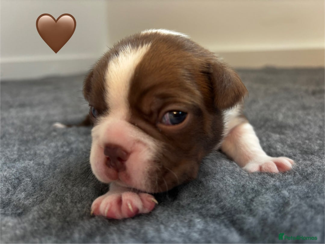 Boston Terrier dogs for sale: Beautiful Boston Terrier Puppies  - Image 24