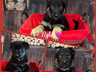 German Shepherd dogs German Shepherd pups Black&Sable..stunning litter! - Advert 13