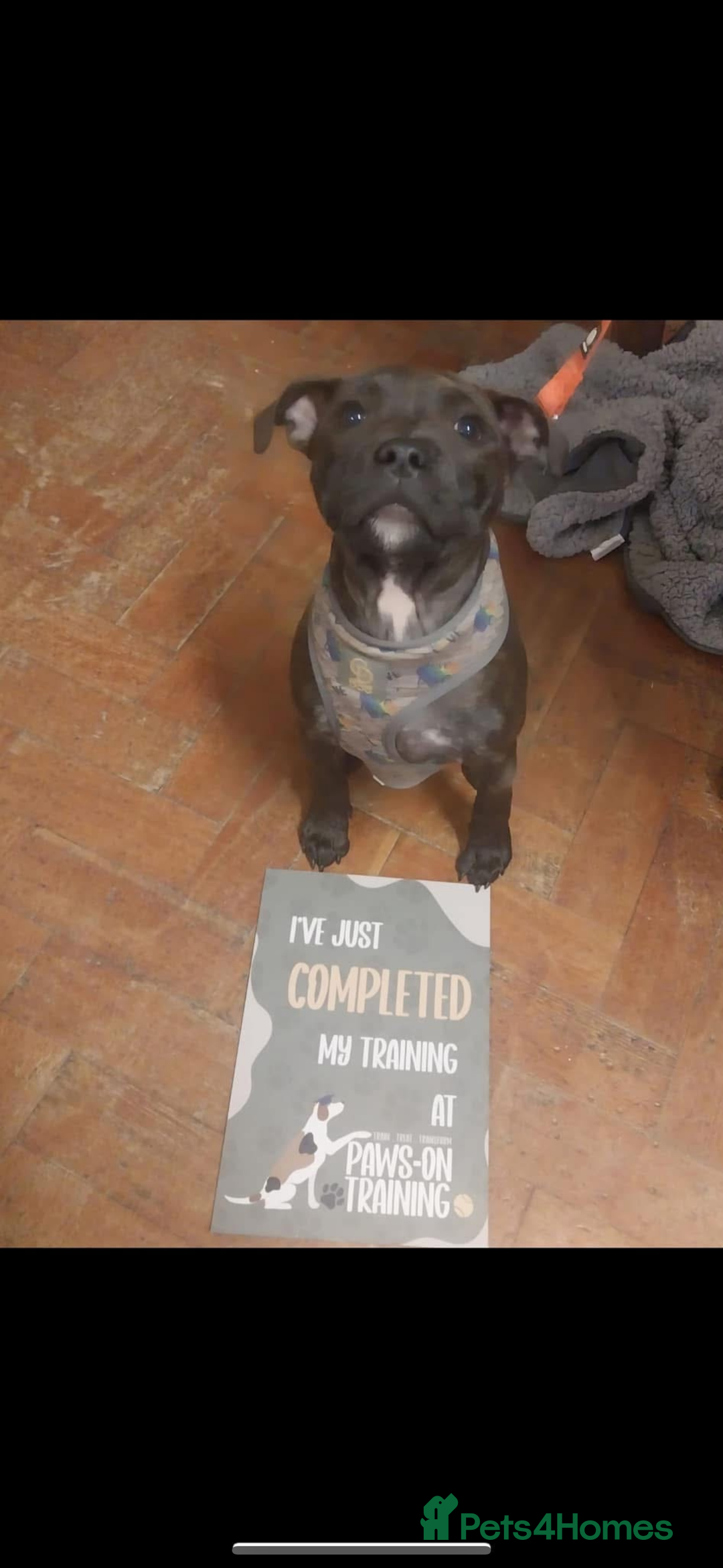 Staffordshire Bull Terrier dogs for sale: Kc Staffordshire bull terrier  - Advert 2