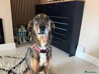 Mixed Breed dogs for adoption - Advert 3