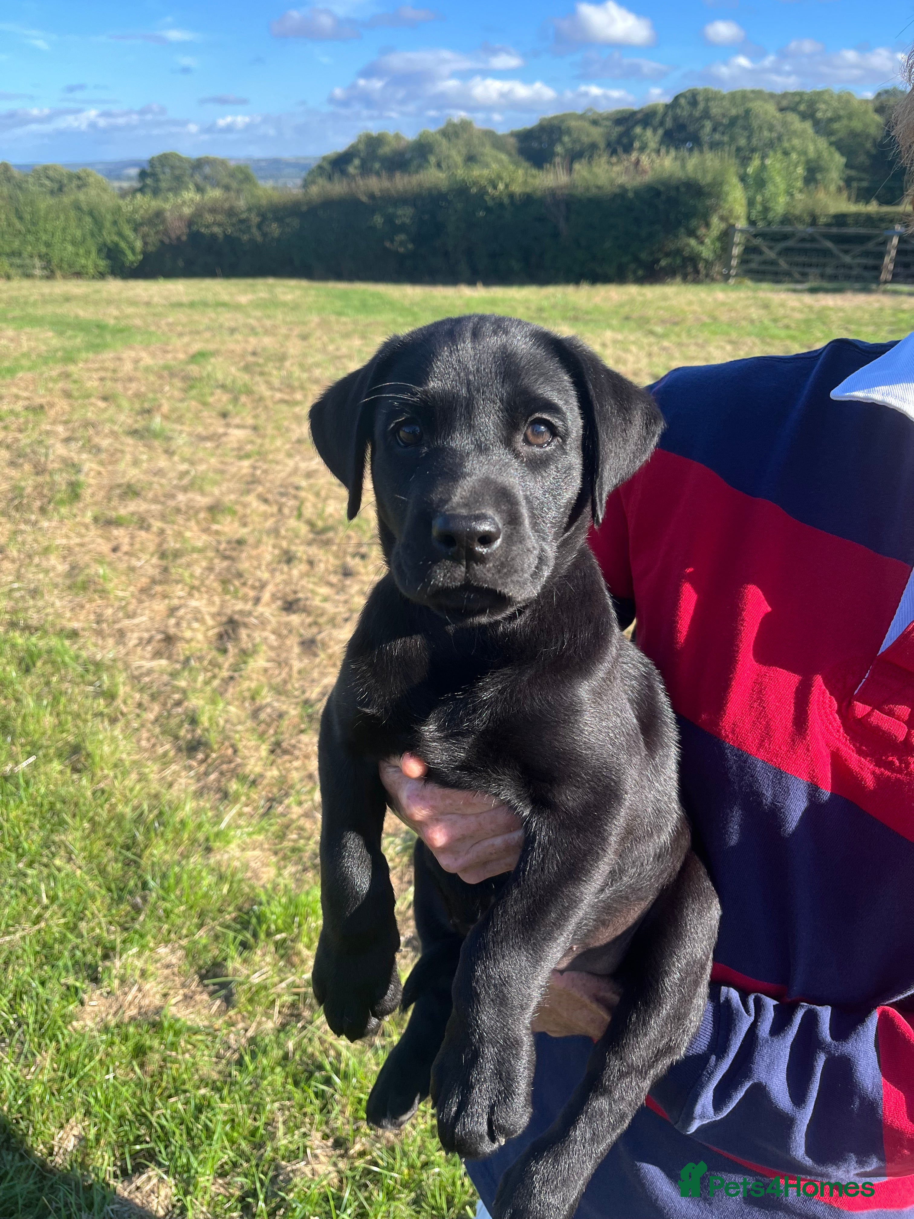 Labrador Retriever dogs Pedigree Black Labrador Puppies - Advert 2