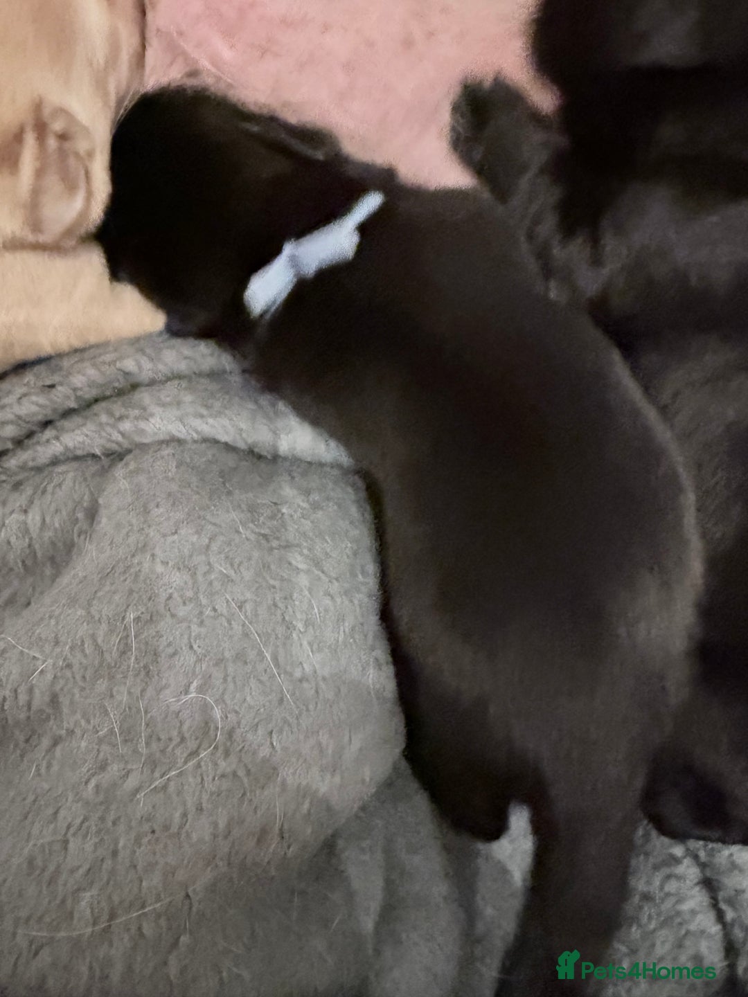 Labrador Retriever dogs for sale: 10 stunning KC reg black and yellow - Advert 11