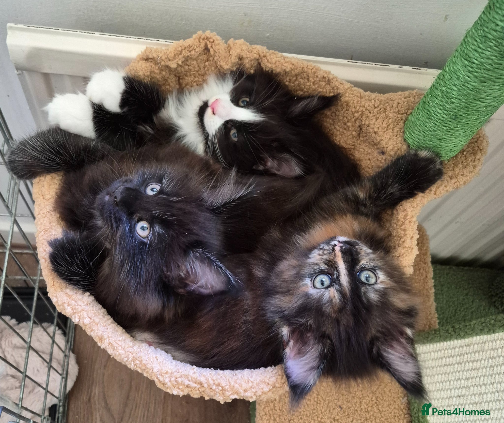 Maine Coon cats XL maine coon kittens for sale  - Advert 7