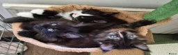 Maine Coon cats for sale: XL maine coon kittens GCCF  - Advert 22