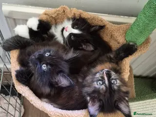 Maine Coon cats XL maine coon kittens for sale - Advert 7