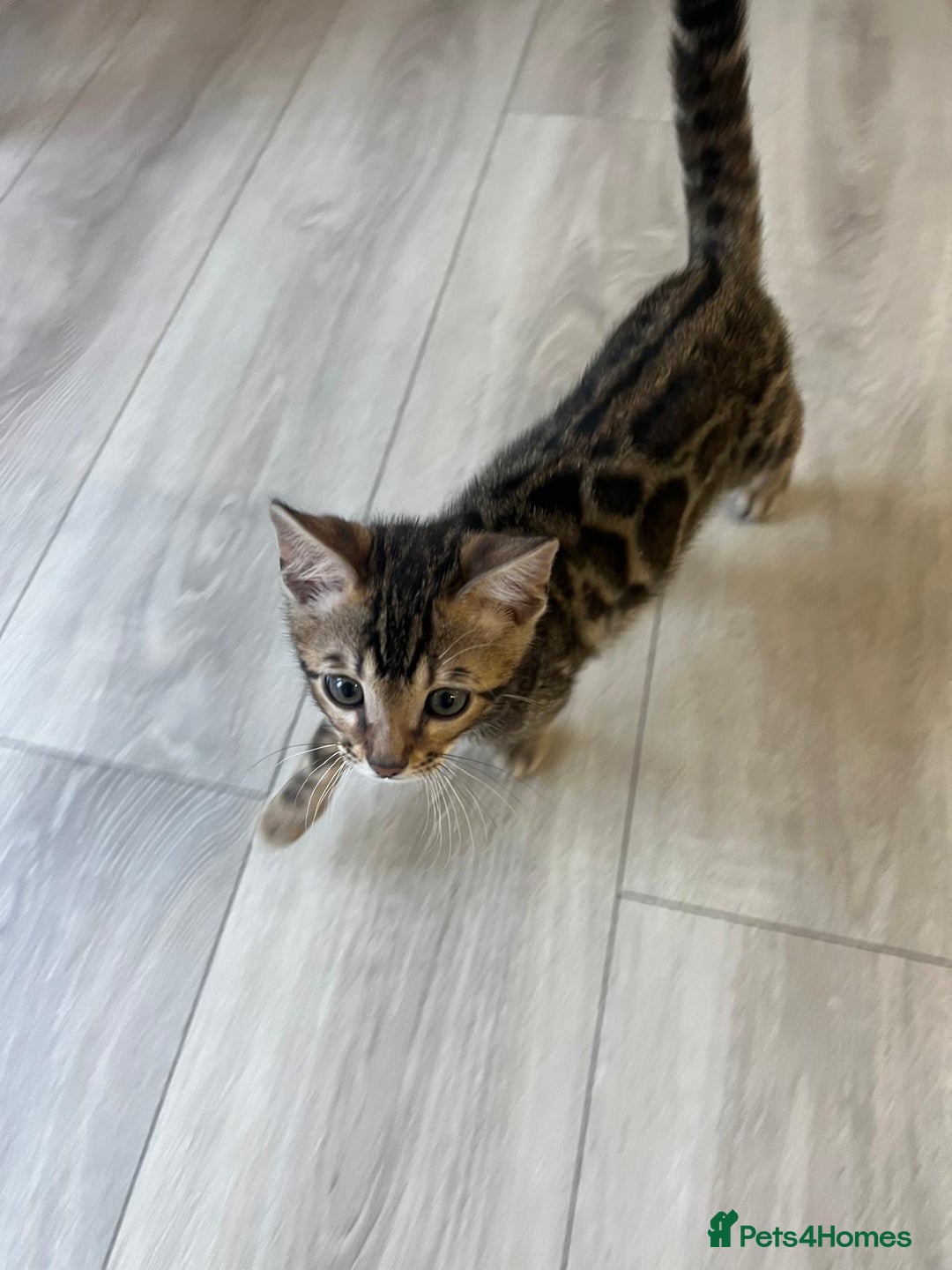 Bengal cats for sale: Pure Bengal Male Kitten, vet checked, ready now - Advert 4