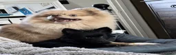 Pomchi dogs for sale: Gorgeous Little Pom-Chi-Mix Girl Puppy 6 months - Advert 8