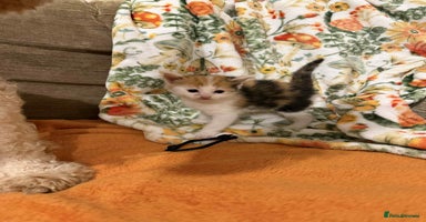 Mixed Breed cats - Advert 9