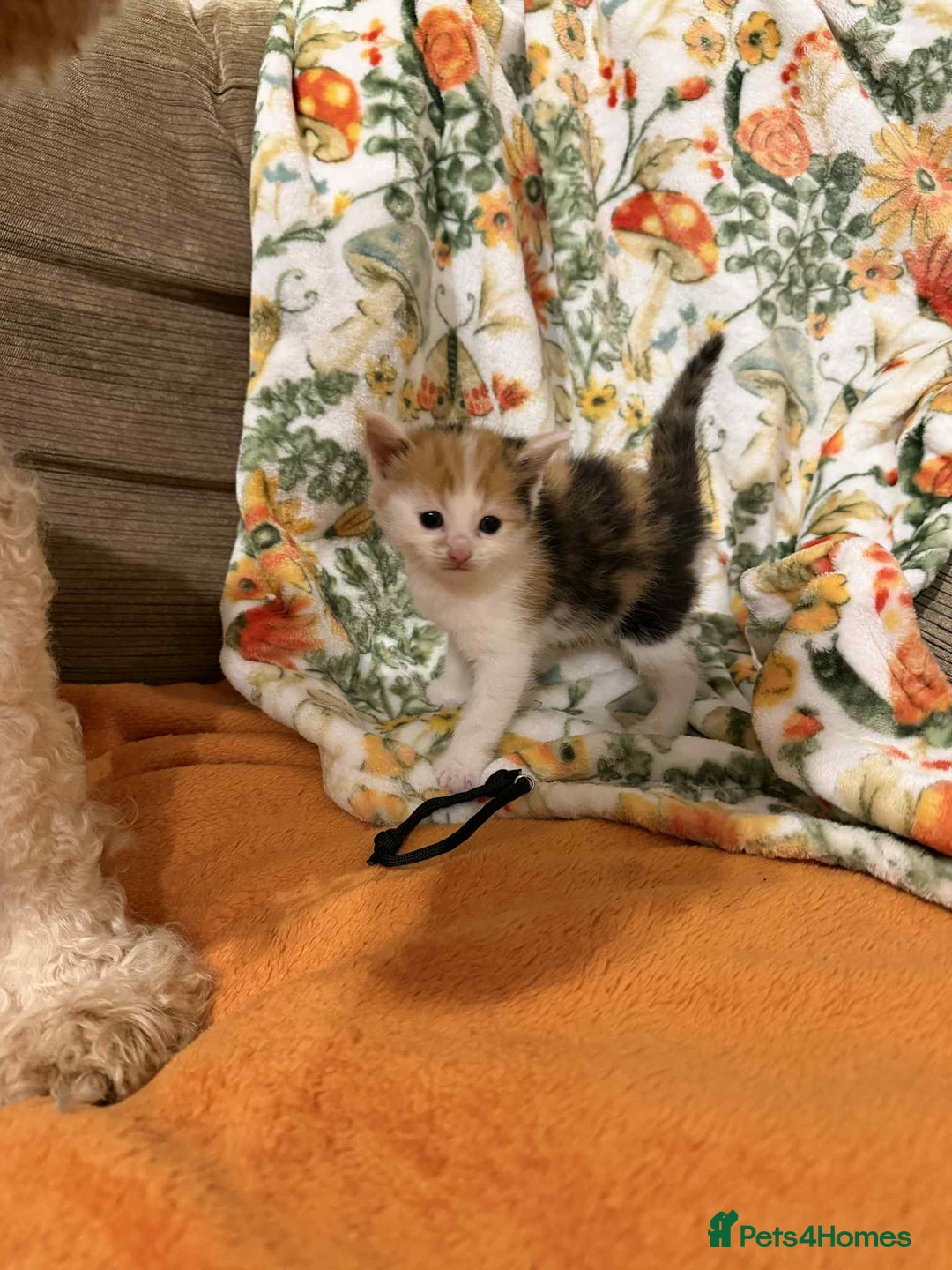 Mixed Breed cats for sale: Long haired fluff balls - Image 3