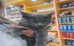 Mixed Breed cats for sale: Mix Russian and ragdoll - Image 4