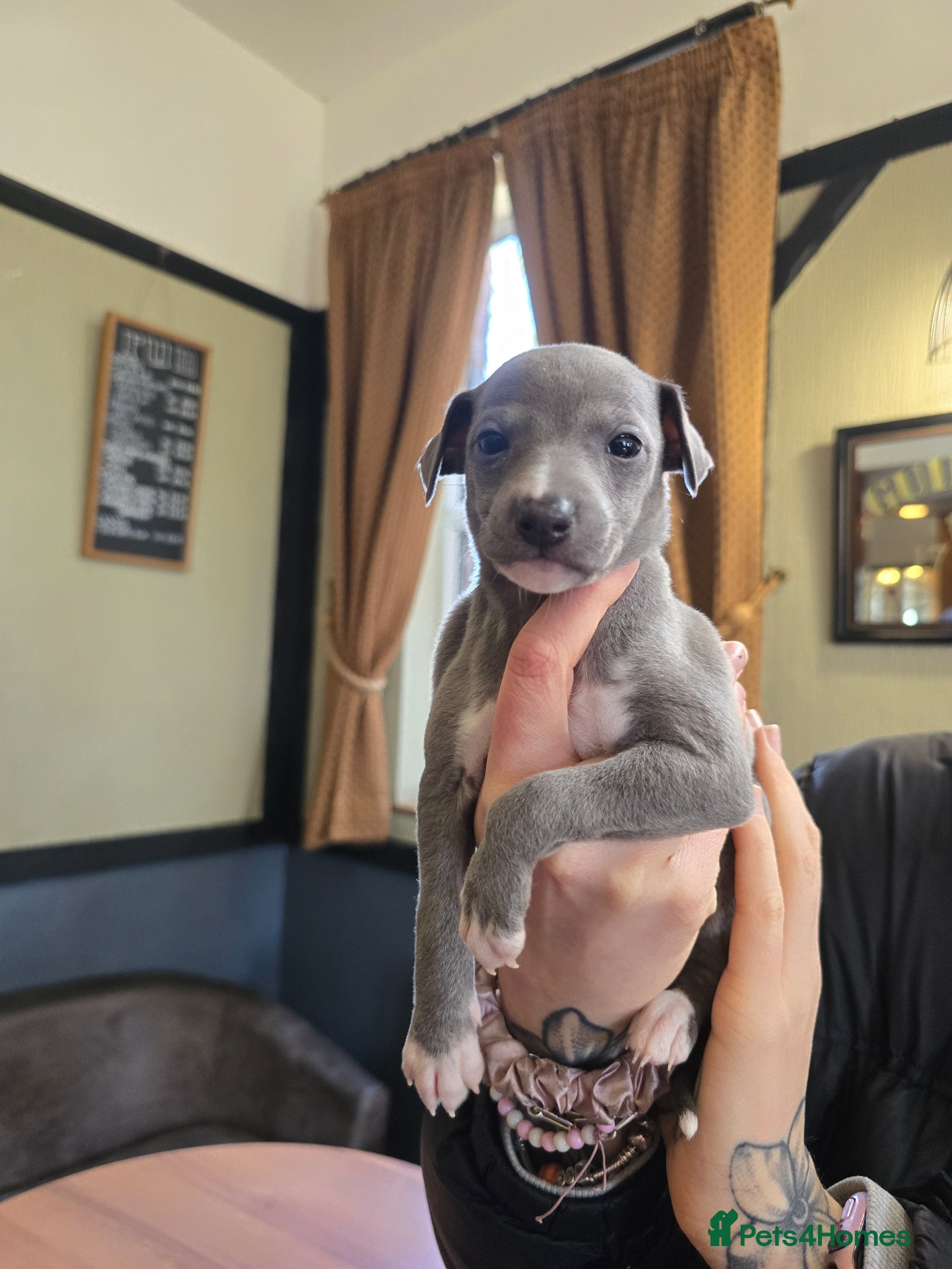 Mixed Breed dogs Wiggy puppies-Italian Greyhound x Whippet - Advert 1