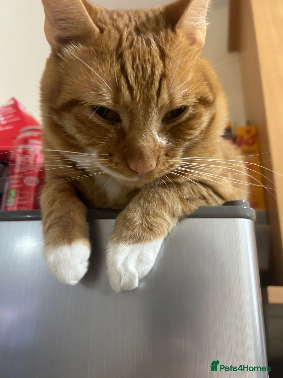 Mixed Breed cats for sale: Male ginger boy - Advert 2