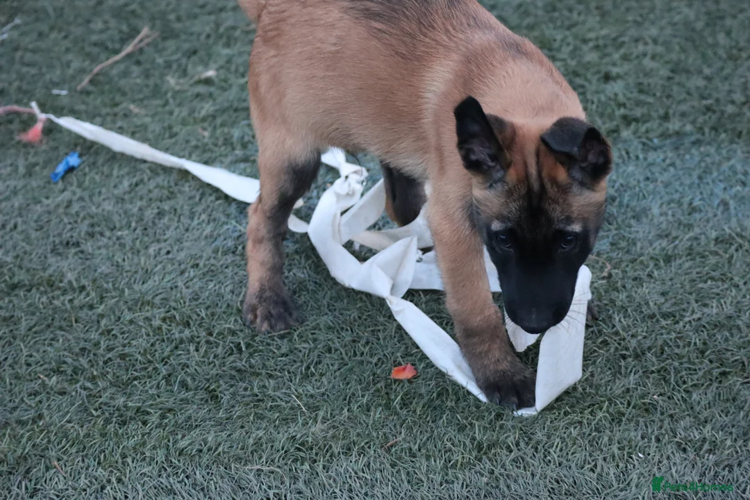 Belgian Shepherd Dog dogs for sale: Pups from JPMANK9  - Advert 2