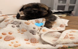 Shih Tzu dogs for sale: Adorable shih Tzu puppies  - Image 1