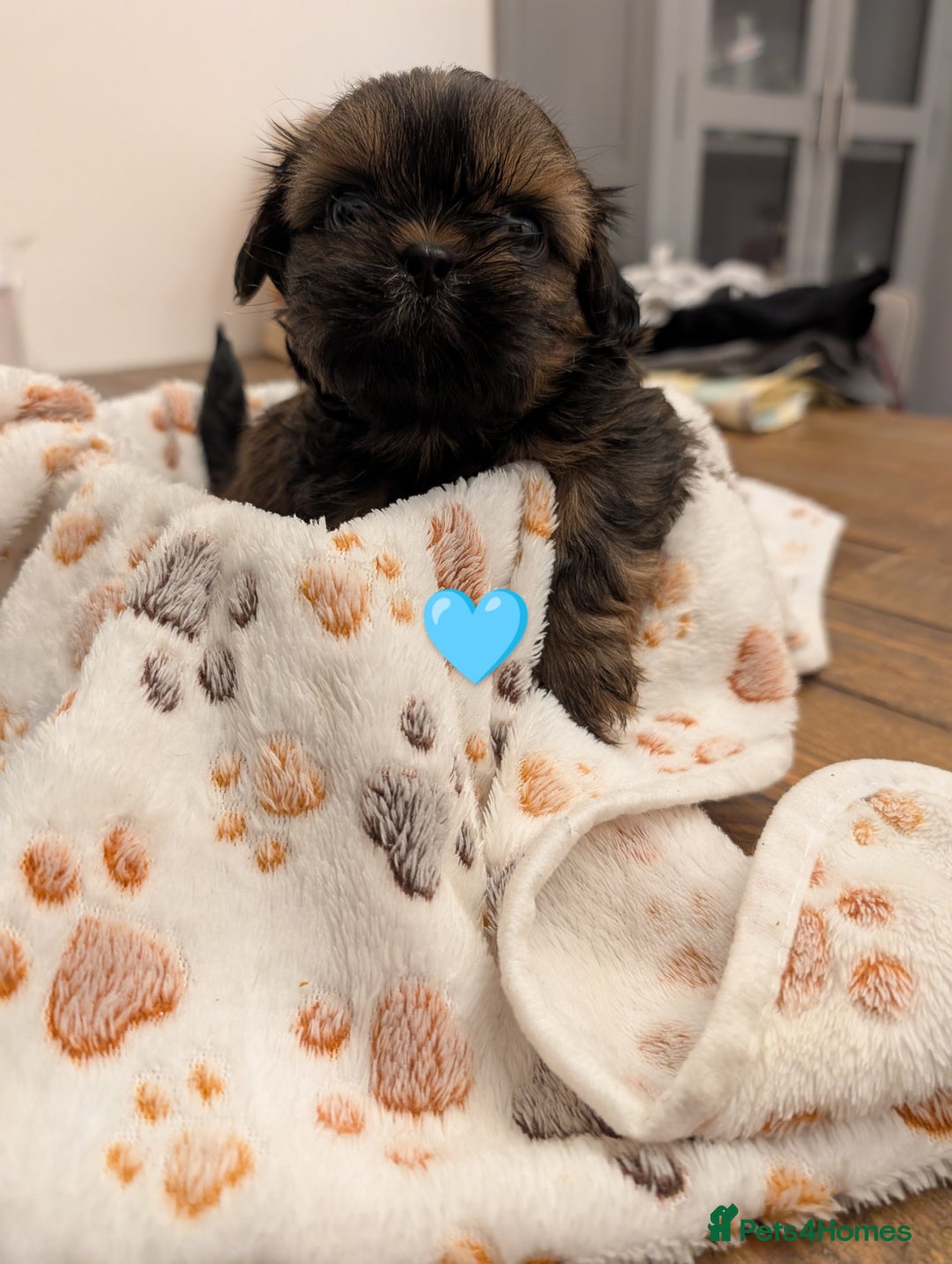 Shih Tzu dogs for sale: Adorable shih Tzu puppies  - Image 1