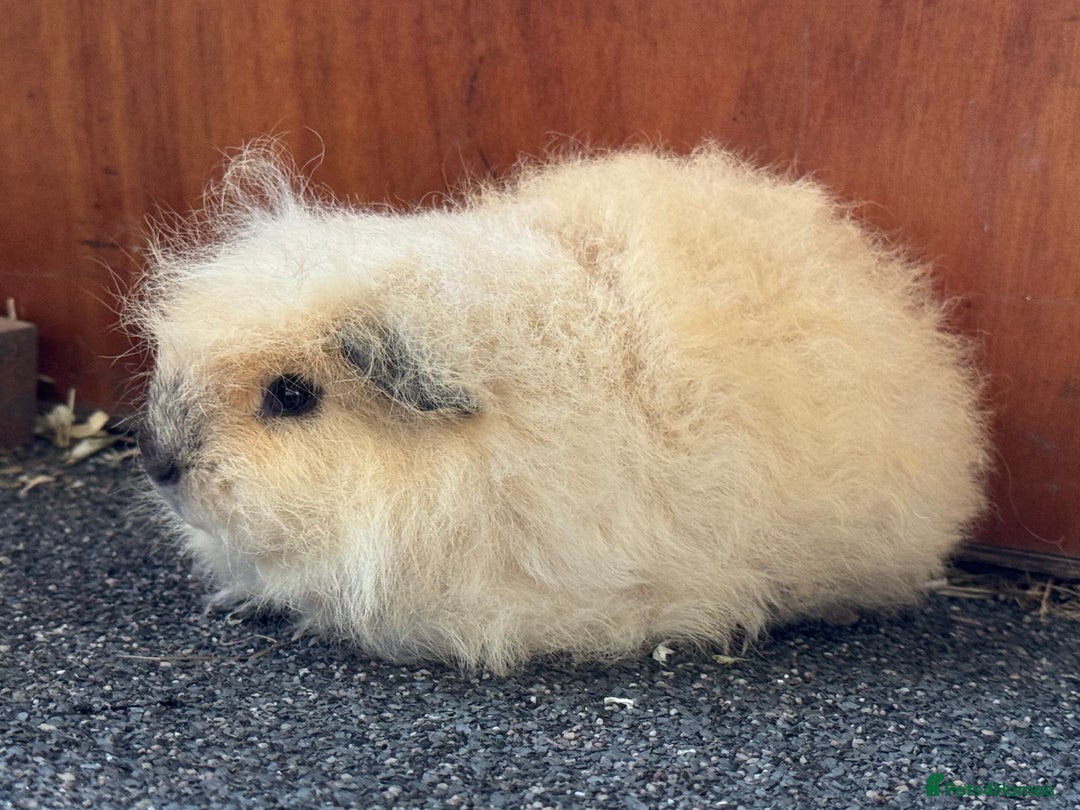 Guinea Pig rodents for sale: Pure Bred Swiss Guinea Pig Boars - Image 12