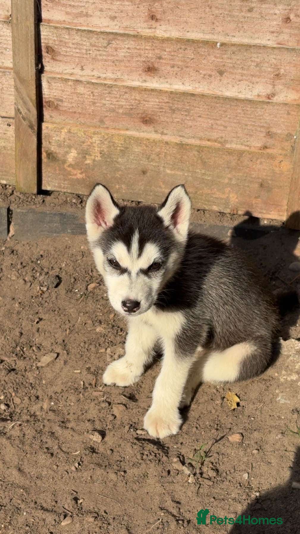 Siberian Husky dogs for sale: 3 Siberian Husky pups - Advert 2
