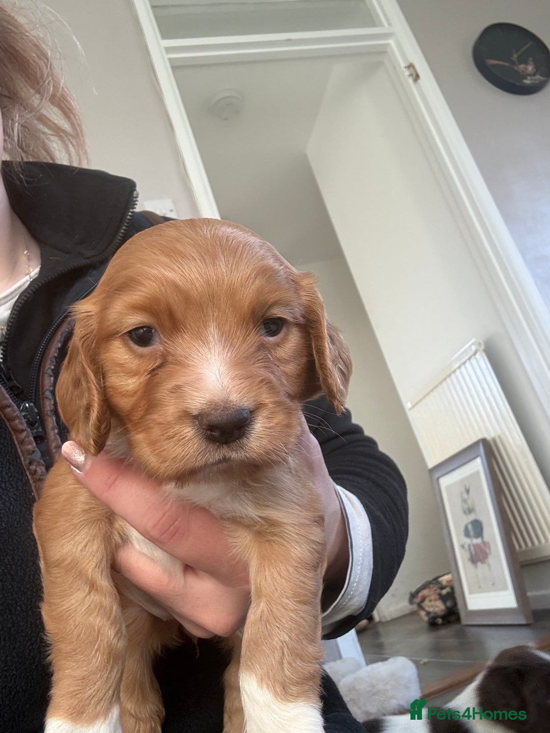 Sprocker dogs for sale: SPROCKER PUPPIES  - Advert 4