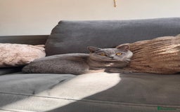 British Shorthair cats for sale: Beautiful British shorthair kitten  - Advert 8