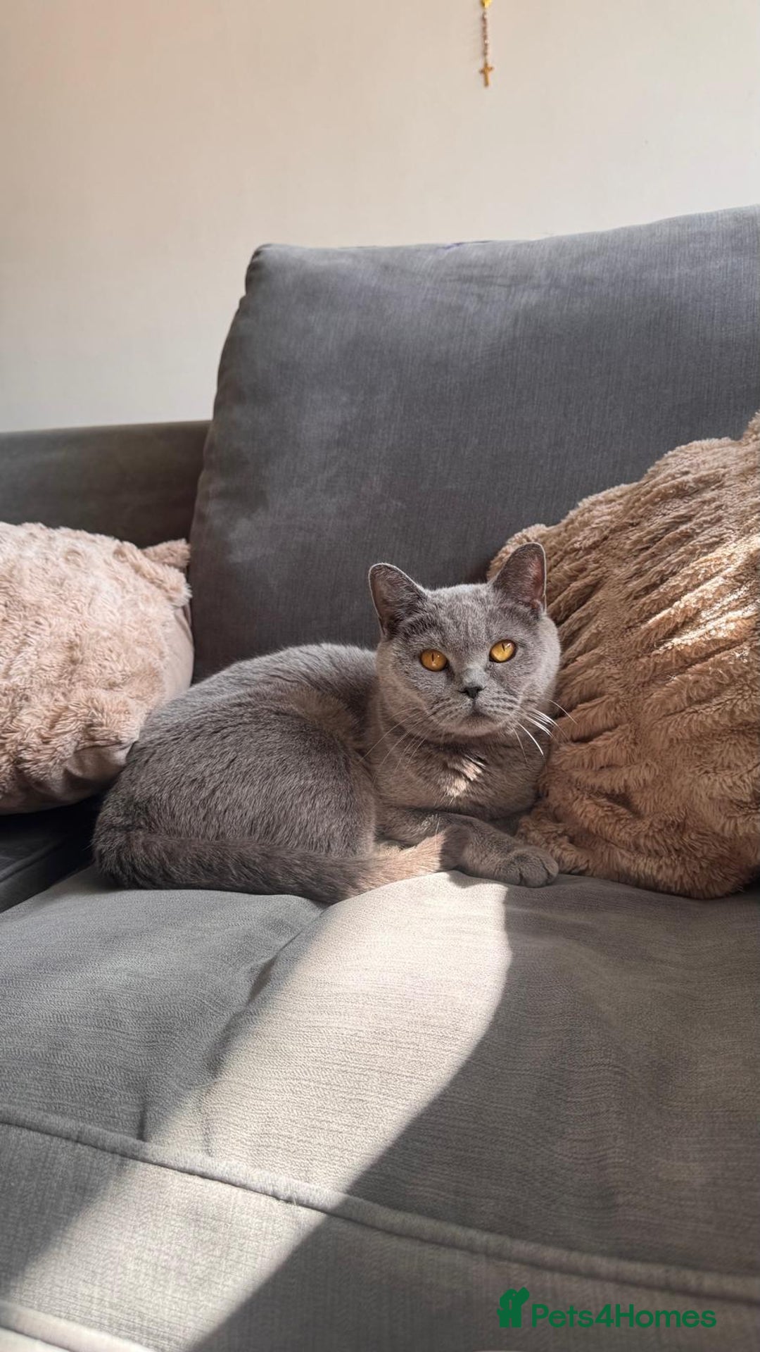 British Shorthair cats for sale: Beautiful British shorthair kitten  - Advert 8