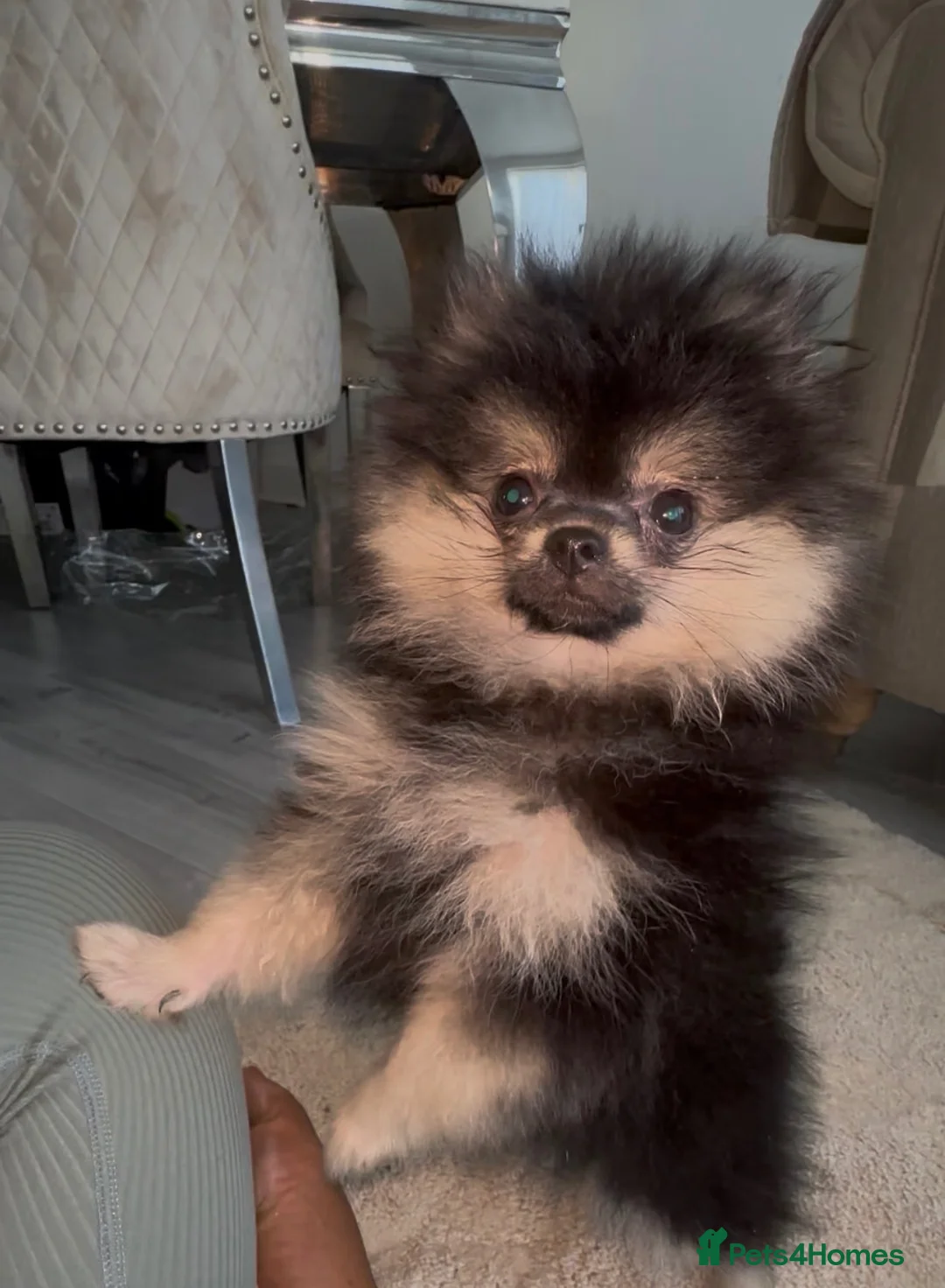 Pomeranian dogs for sale: 1 BOY LEFT - Advert 1