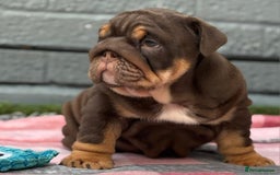 English Bulldog dogs for sale: Exceptional English Bulldog Puppies - Image 12