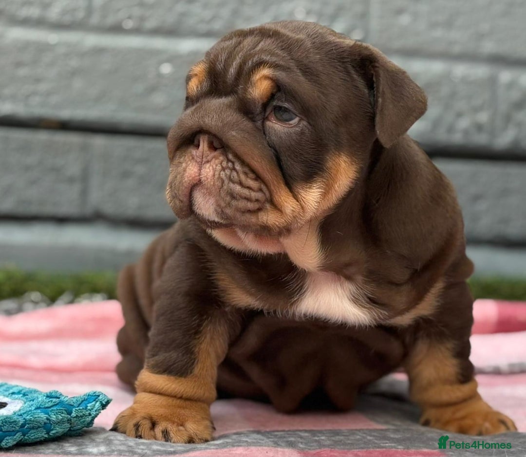 English Bulldog dogs for sale: Exceptional English Bulldog Puppies - Image 12