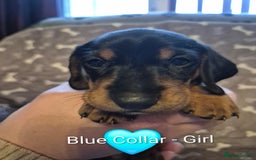 Dachshund dogs for sale: Standard Dachshund Puppies - Advert 12