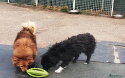 Mixed Breed dogs for adoption: Daisy, a Beautiful Soul - for a Loving Home in Nottingham - Image 14