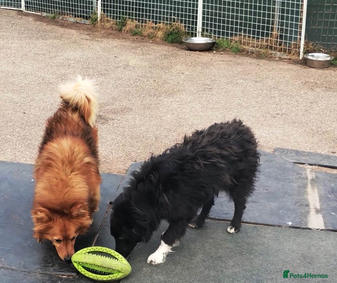 Mixed Breed dogs for adoption: Daisy, a Beautiful Soul - for a Loving Home in Nottingham - Image 14