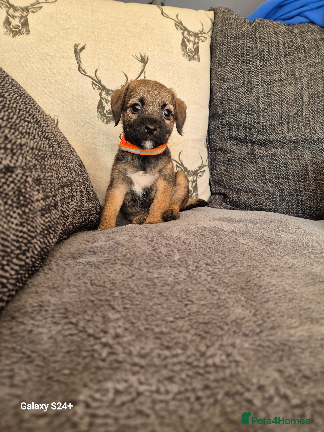 Border Terrier dogs for sale: Stunning border terrier puppys - Image 12
