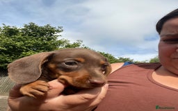 Miniature Dachshund dogs for sale: dachshund puppies - Image 4
