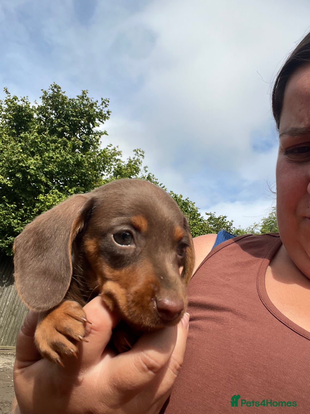 Miniature Dachshund dogs for sale: dachshund puppies - Image 4