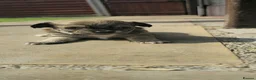 Chihuahua dogs for sale: Chihuahua Puppies For Sale - Advert 9