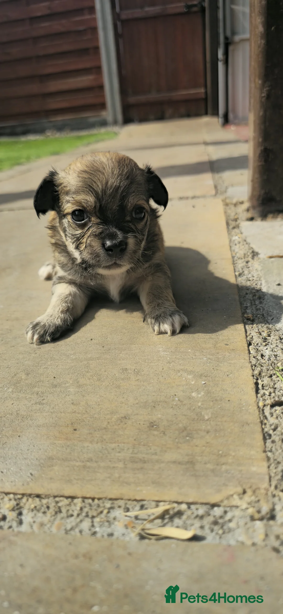 Chihuahua dogs for sale: Chihuahua Puppies For Sale - Advert 9