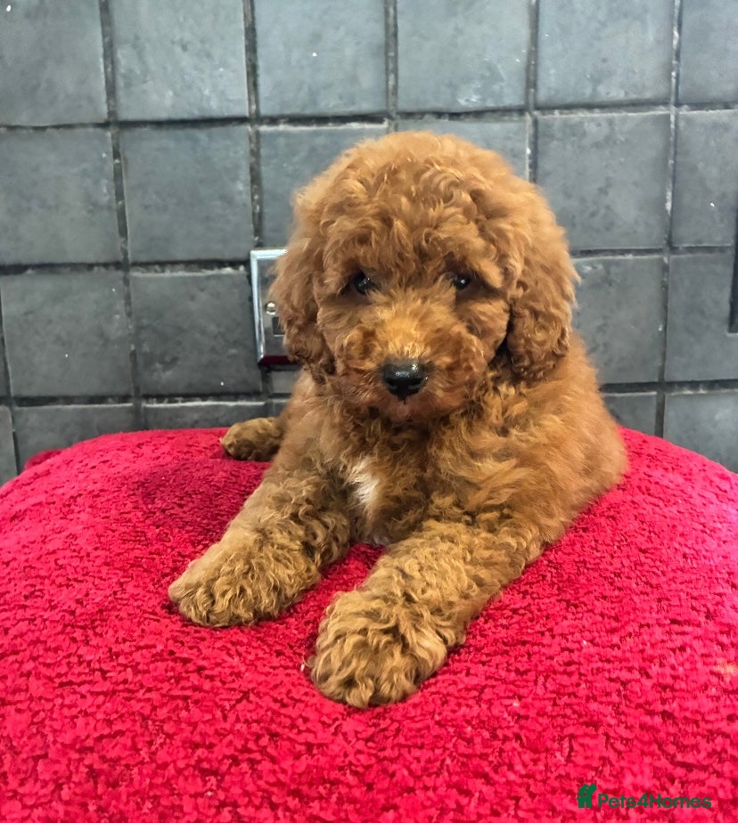 Miniature Poodle dogs Stunning Fox Red Minature Poodle Pups  - Advert 1