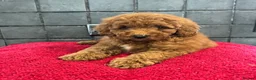 Miniature Poodle dogs for sale: Stunning Fox Red Minature Poodle Pups  - Advert 1