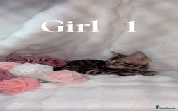 Bengal cats for sale: 2 Female Rosette Bengals (Available Now 8 Weeks) - Advert 7