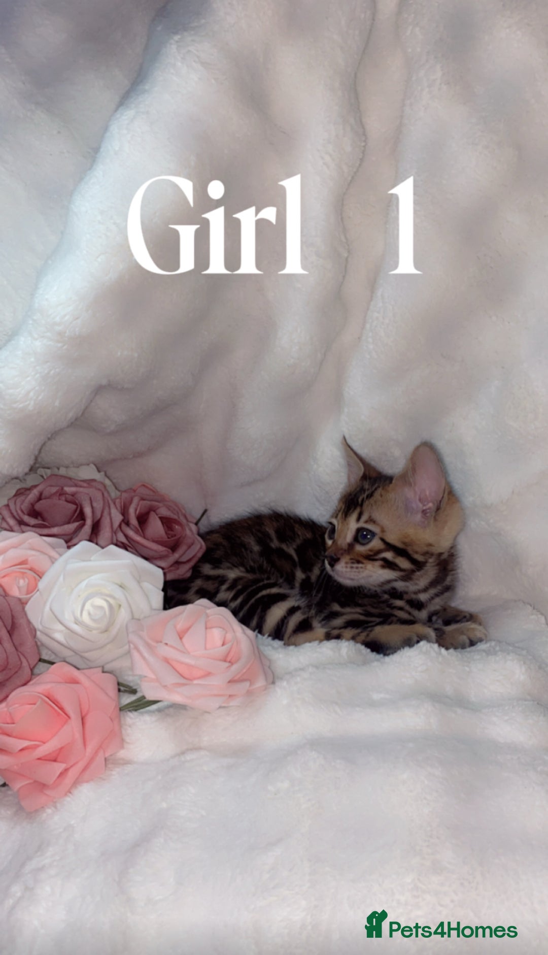 Bengal cats for sale: 2 Female Rosette Bengals (Available Now 8 Weeks) - Advert 7