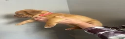 Dogue De Bordeaux dogs for sale: Dogue de Bordeaux pups in Croydon - Advert 37