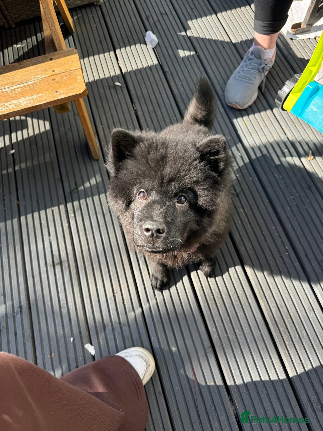 Chow Chow dogs for sale: Female Chow Kiki - Advert 5
