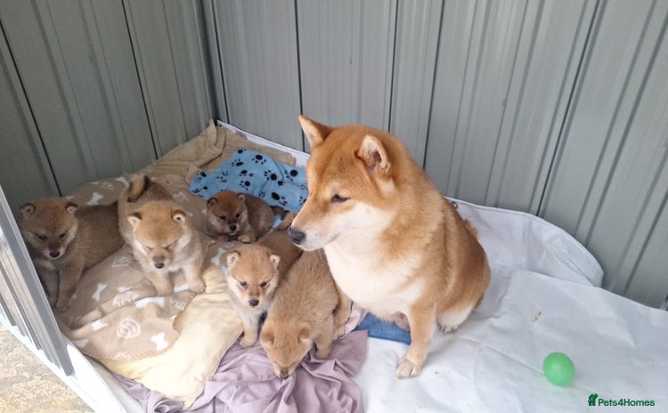 Japanese Shiba Inu dogs - Advert 1