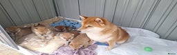 Japanese Shiba Inu dogs for sale: Fluffy Shiba Inu puppies for sale (last boy)£700 - Advert 1