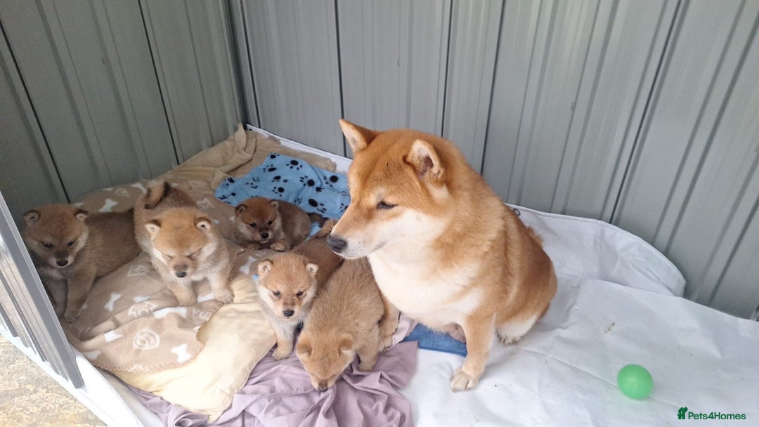Japanese Shiba Inu dogs for sale: Fluffy authentic Shiba Inu puppies for sale  - Image 1