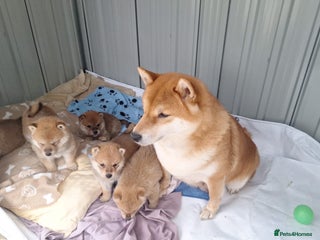 Japanese Shiba Inu dogs - Advert 8