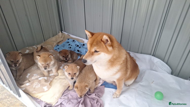Japanese Shiba Inu dogs - Advert 1