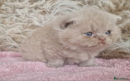 British Shorthair cats for sale: Tica registered British Shorthair kittens Champion - Image 31