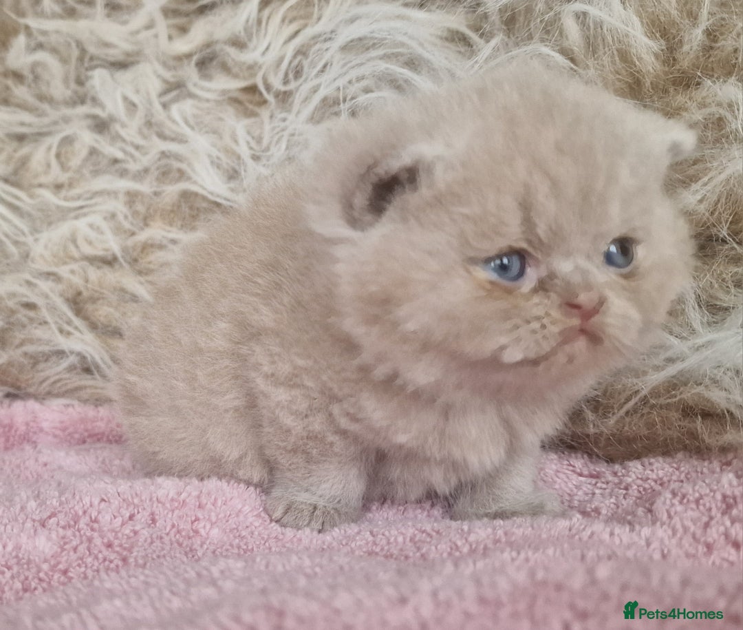 British Shorthair cats for sale: Tica registered British Shorthair kittens Champion - Image 31